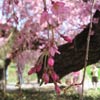 Cherry Esplanade: Weeping cherry tree
