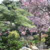 Peering over the fence into the Japanese Hill-and-Pond Garden