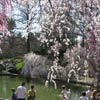 Peering over the fence into the Japanese Hill-and-Pond Garden