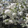Japanese Hill-and-Pond Garden: Shirotae cherry tree