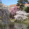 Japanese Hill-and-Pond Garden: Looking out towards Washington Avenue